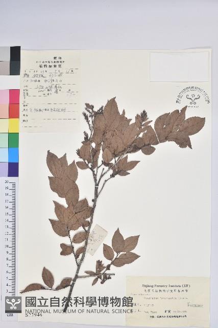 米飯花藏品圖，第1張