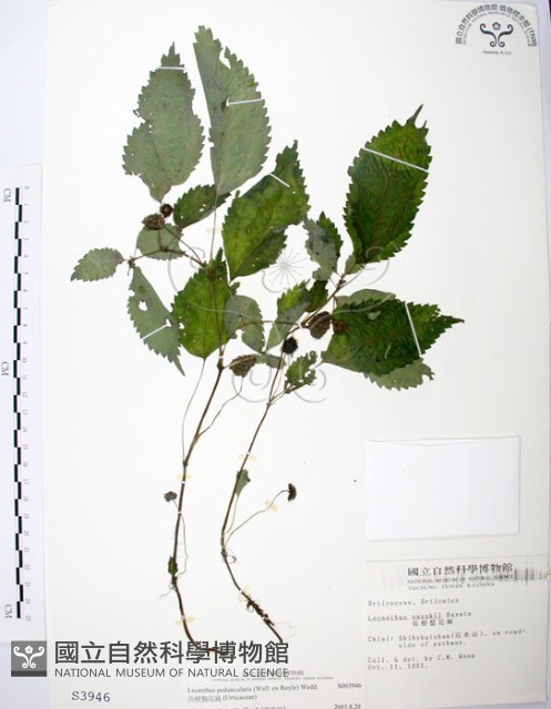 長梗盤花麻藏品圖，第1張