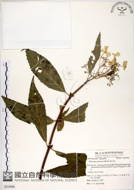 華八仙藏品圖，第1張