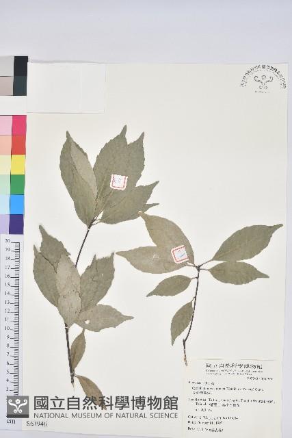 青剛櫟、鐵椆藏品圖，第1張