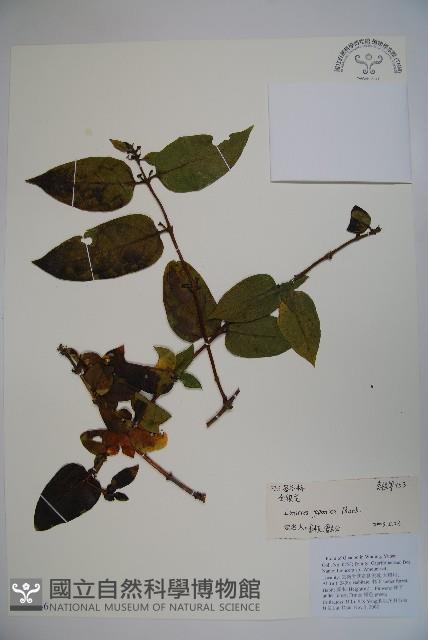 忍冬、金銀花藏品圖，第1張