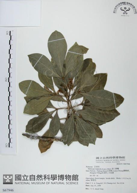 假三腳虌藏品圖，第1張