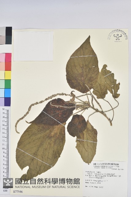 尖尾鐵莧藏品圖，第1張