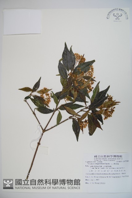 玉山糯米樹、狹葉糯米樹藏品圖，第1張