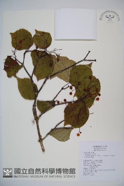 紅子莢迷藏品圖，第1張