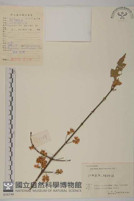 西南衛矛藏品圖，第1張