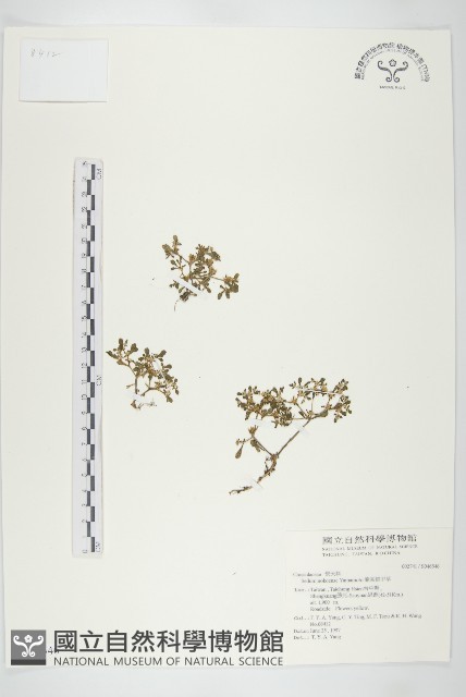 能高佛甲草藏品圖，第1張