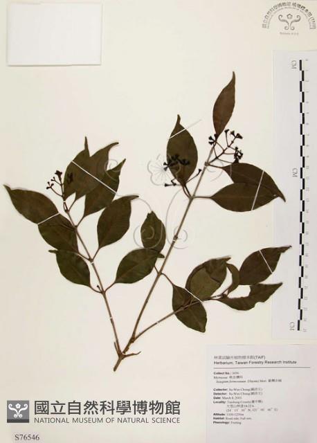 臺灣赤楠藏品圖，第1張