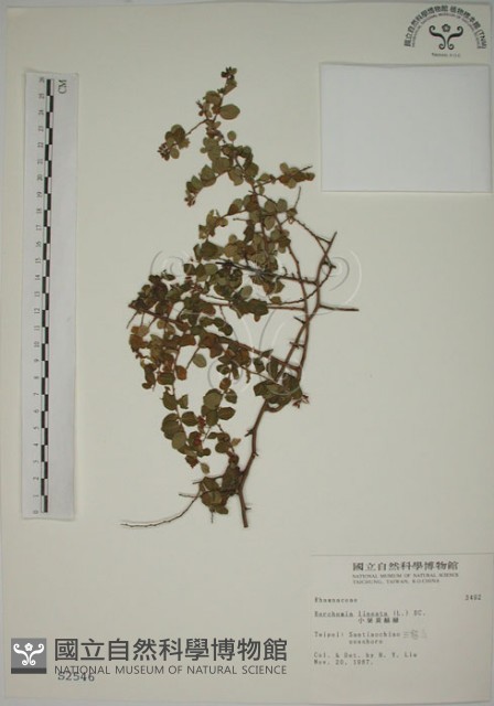 小葉黃鱔藤藏品圖，第1張