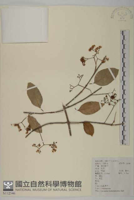 西南衛矛藏品圖，第1張