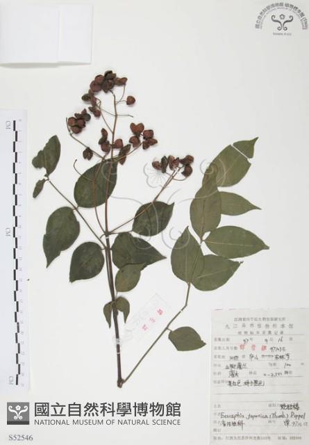 灰色木藍藏品圖，第1張