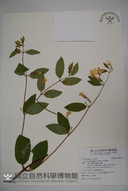 裡白忍冬、紅腺忍冬藏品圖，第1張