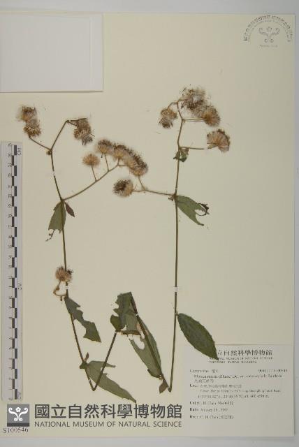 大頭艾納香藏品圖，第1張