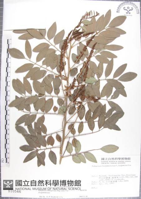 尖葉木藍藏品圖，第1張