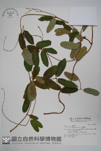 隱鱗藤藏品圖，第1張