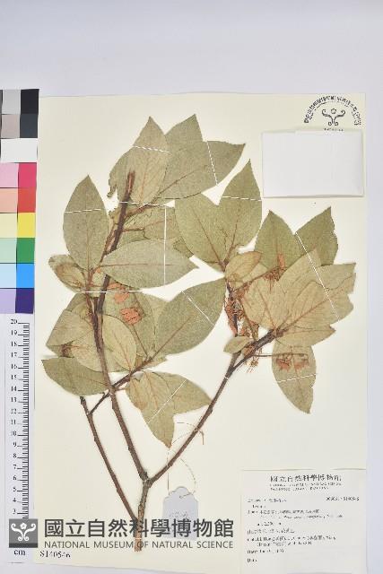 登錄號:S140546藏品圖，第1張