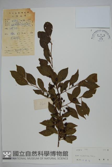 鼠李冬青、滿樹星藏品圖，第1張