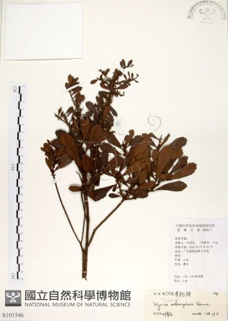 青楊梅藏品圖，第1張