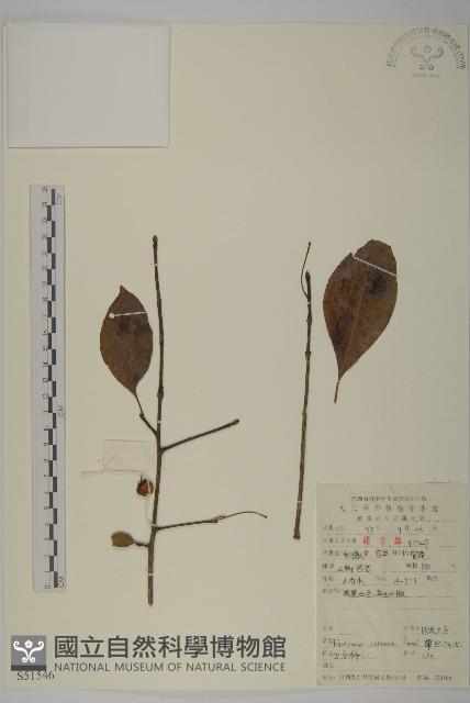 厚葉衛矛, 源一木藏品圖，第1張