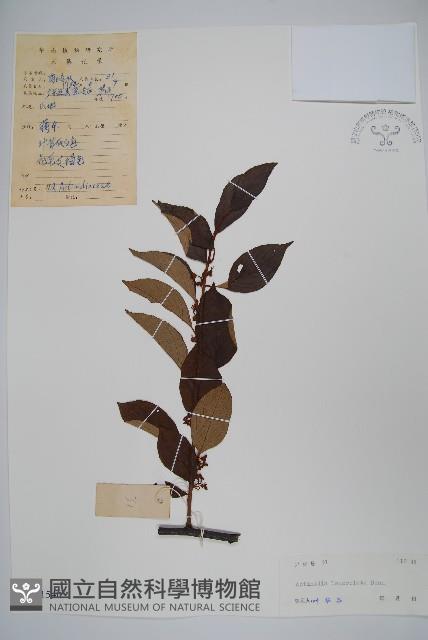 小葉獼猴桃藏品圖，第1張