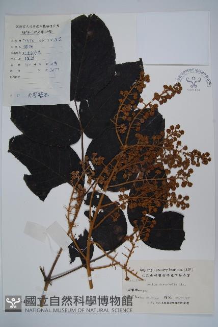 頭序蔥木藏品圖，第1張