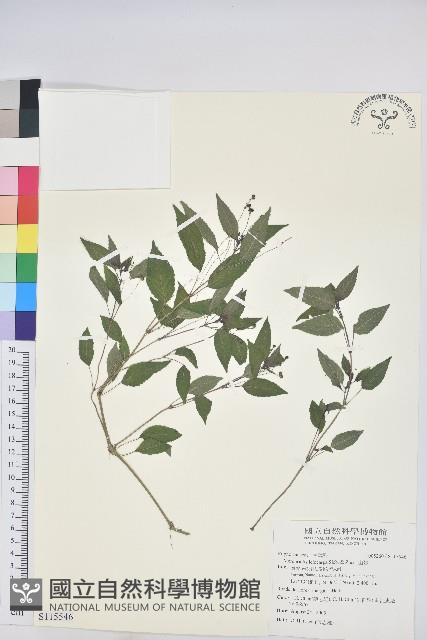 山靛藏品圖，第1張