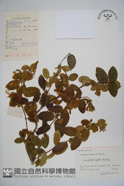 忍冬、金銀花藏品圖，第1張