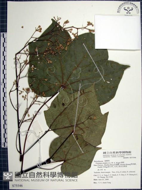 梧桐藏品圖，第1張