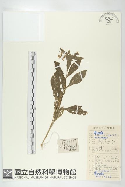 無瓣蔊菜藏品圖，第1張