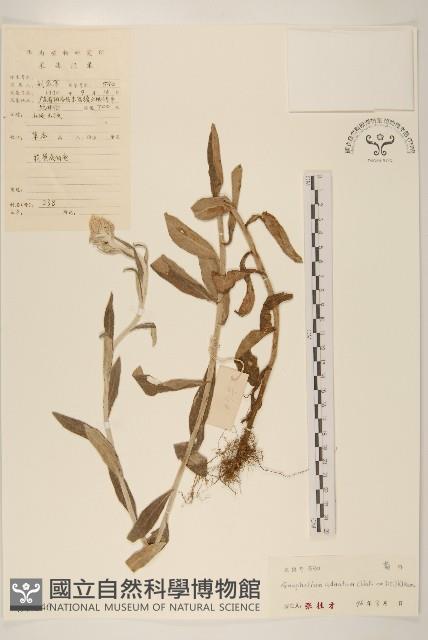 紅面番藏品圖，第1張