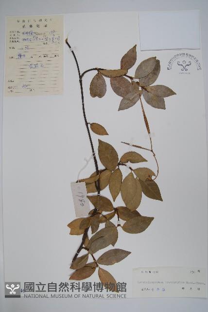 短柱絡石藏品圖，第1張