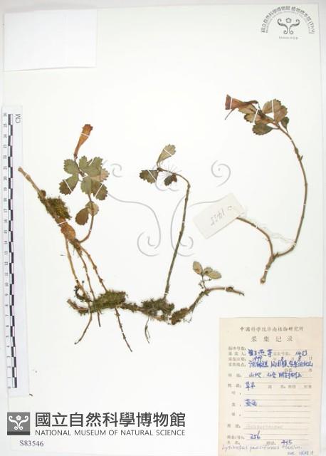 石吊蘭、吊石苣苔藏品圖，第1張