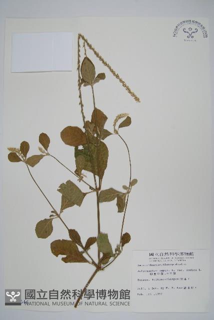 印度牛膝、土牛藤藏品圖，第1張