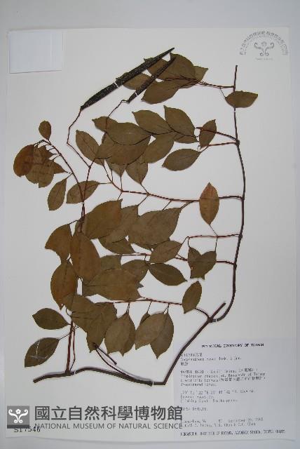 酸藤藏品圖，第1張