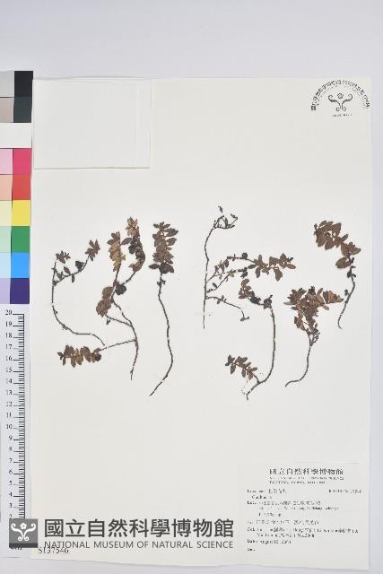 登錄號:S137546藏品圖，第1張