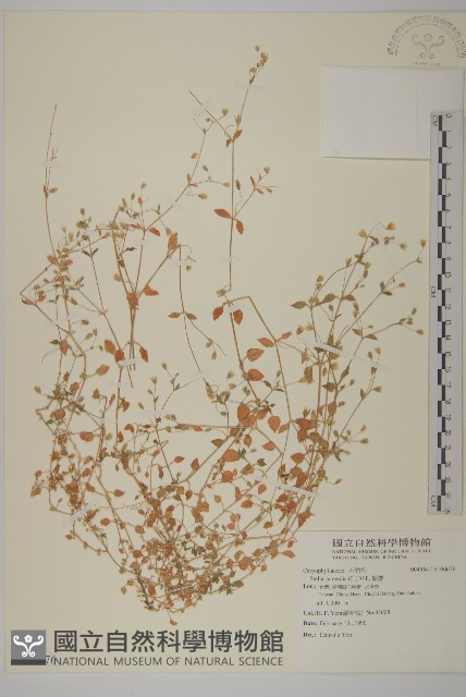 繁縷藏品圖，第1張