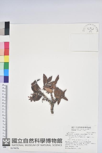 玉山杜鵑藏品圖，第1張