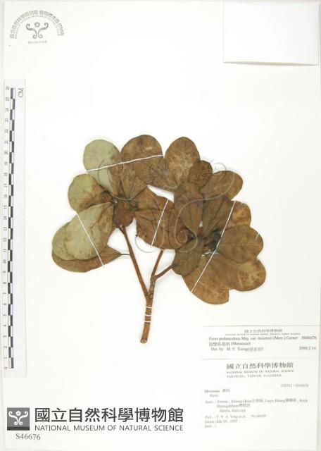 Garanbi Fig Collection Image