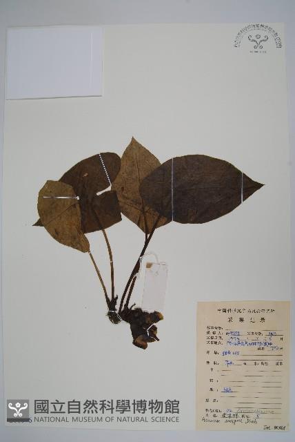 金耳環藏品圖，第1張