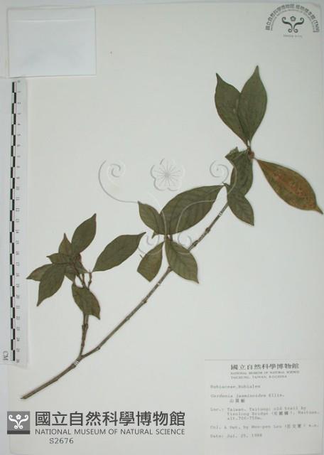 山黃梔藏品圖，第1張