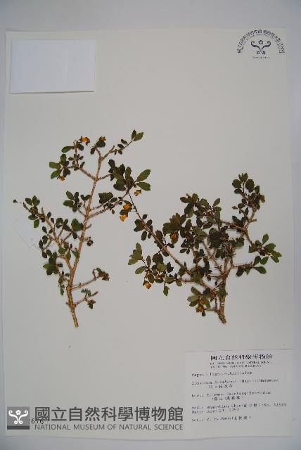 川上氏忍冬藏品圖，第1張