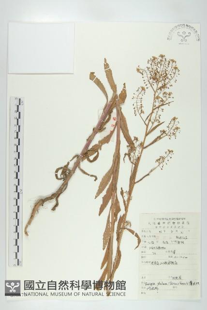 風花菜、球果山芥菜藏品圖，第1張