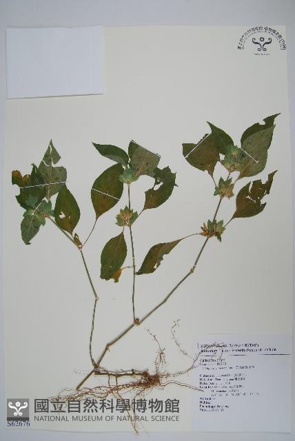 華九頭獅子草藏品圖，第1張