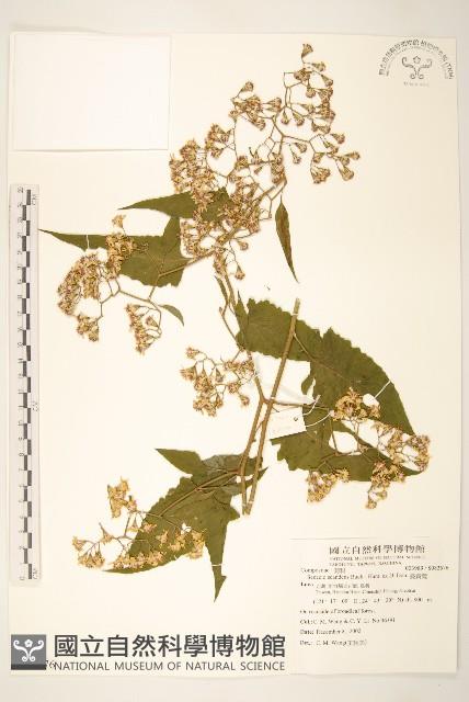 蔓黃菀藏品圖，第1張