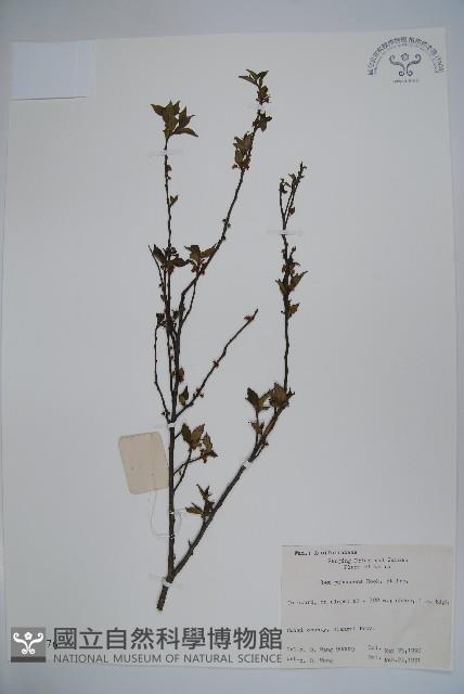 密毛假黃楊藏品圖，第1張