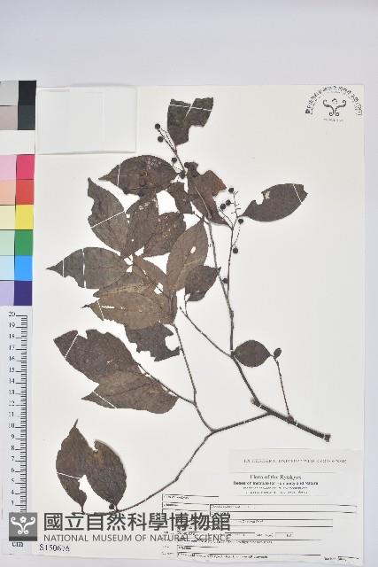 米飯花藏品圖，第1張