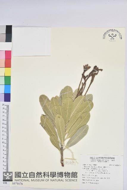 蘭嶼土沉香藏品圖，第1張