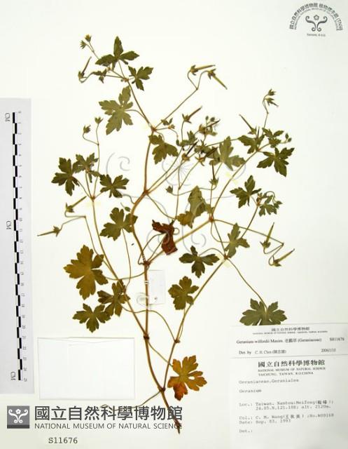 老鸛草藏品圖，第1張