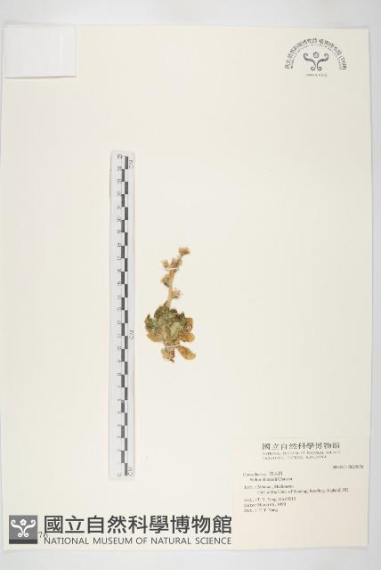 信東尼 藏品圖，第1張