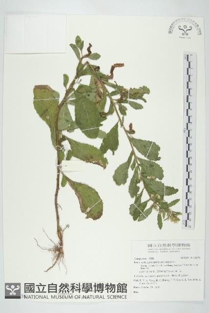 生毛將軍藏品圖，第1張